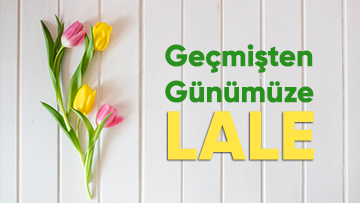 Geçmişten Günümüze Lale Çiçeği