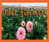 Ün Tarım